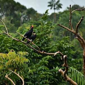 Wild Common Hill Mynahs (Gracula religiosa religiosa)