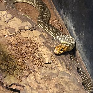 Caspian whipsnake