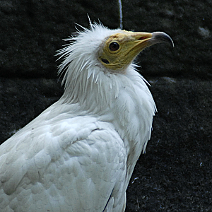 Egyptian Vulture - Berlin Zoo 2022