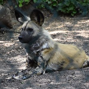 African Wild dog