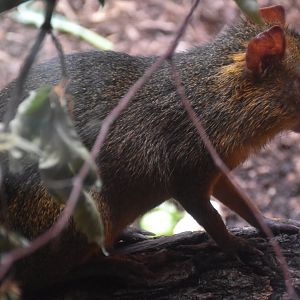 Azara's agouti