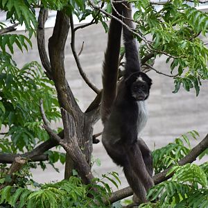Colombian brown spider monkey
