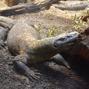 Komodo dragon