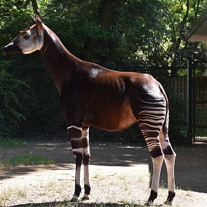 Okapi