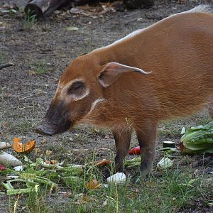 Red river hog