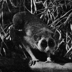 Grey slender loris