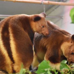 Goodfellow's Tree-kangaroo