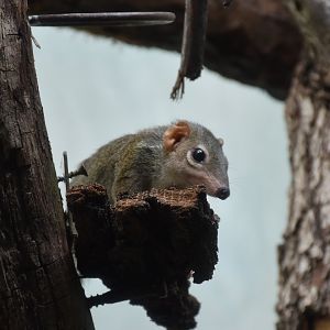 Northern tree shrew