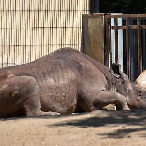 South-central black rhino