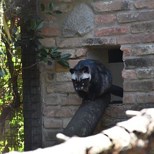 Common palm civet (labelled as an African Civet)