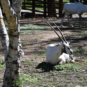 Arabian oryx