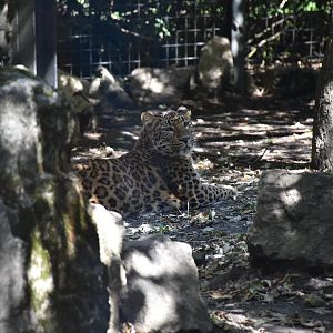 Chinese leopard