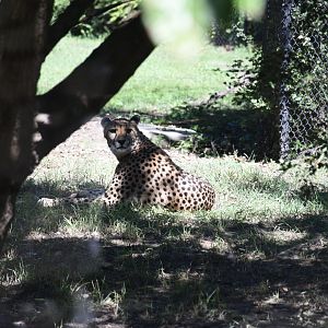 Southern cheetah