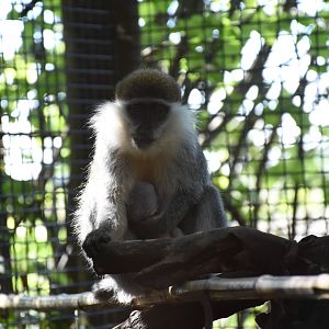 Vervet monkey