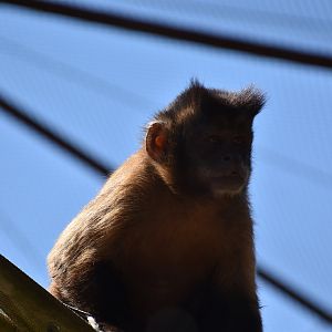 Black-capped capuchin