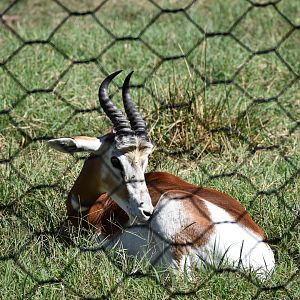 Addra gazelle