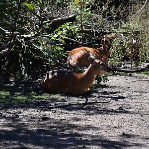 Western sitatunga (females)