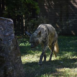 Striped hyena