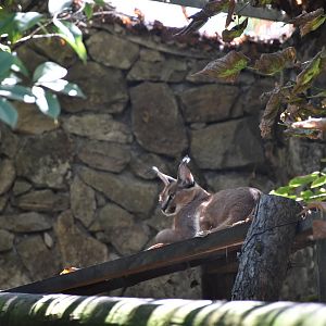 South African caracal