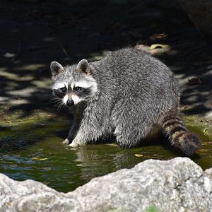 Racoon