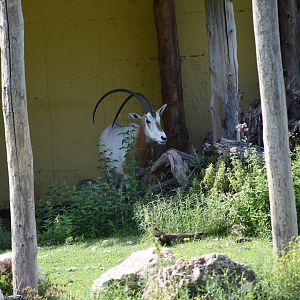 Scimitar-horned oryx