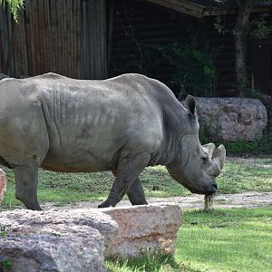 Southern white rhino