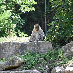 Barbary macaque