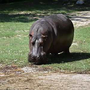 Hippo