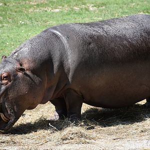 Hippo
