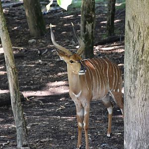 Nyala