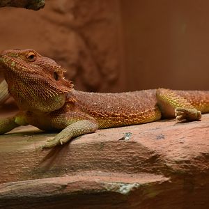 Bearded dragon