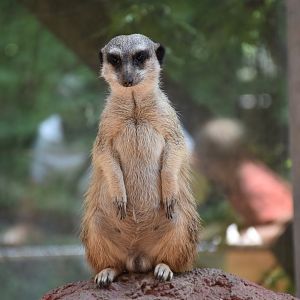 Meerkat