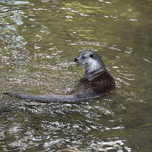European otter