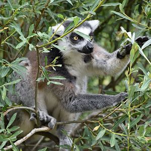 Ring-tailed lemur