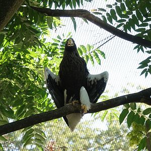 Steller's sea eagle