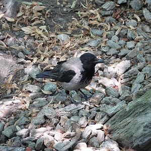 Wild Hooded crow