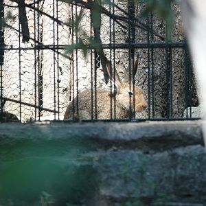 Mountain hare at the back of it's exhibit