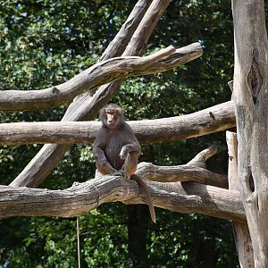 Hamadryas baboon
