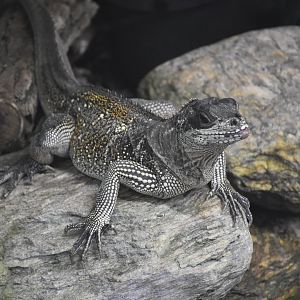 Weber's saiifin lizard
