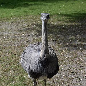 Greater rhea