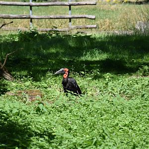 Southern ground hornbill
