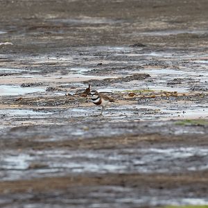 Double-banded Plover