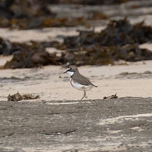 Double-banded Plover