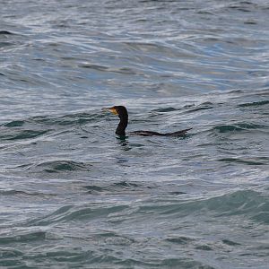 Great Cormorant
