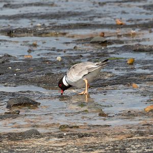 Hooded Plover