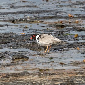 Hooded Plover