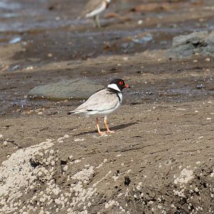 Hooded Plover