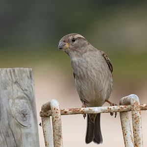 House Sparrow female