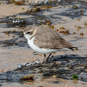 Red-capped Plover juvenile
