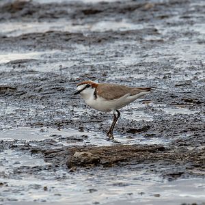 Red-capped Plover